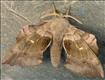 1981 (69.003) Poplar Hawk-moth